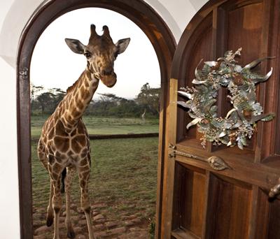 Необычный отель посреди пастбища жирафов