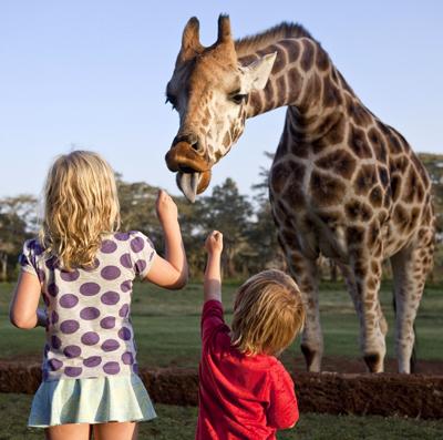 Необычный отель посреди пастбища жирафов