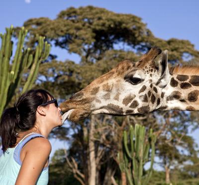 Необычный отель посреди пастбища жирафов