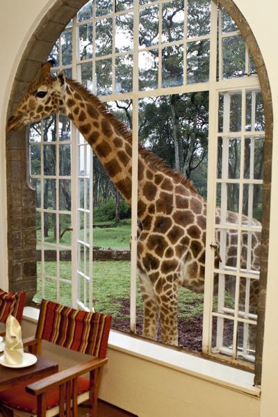 Необычный отель посреди пастбища жирафов