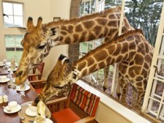 Необычный отель посреди пастбища жирафов