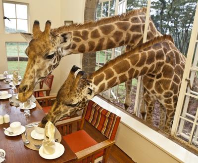 Необычный отель посреди пастбища жирафов