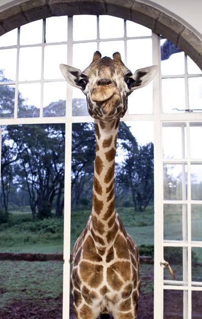 Необычный отель посреди пастбища жирафов