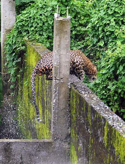 Нападение дикого леопарда на людей в Индии