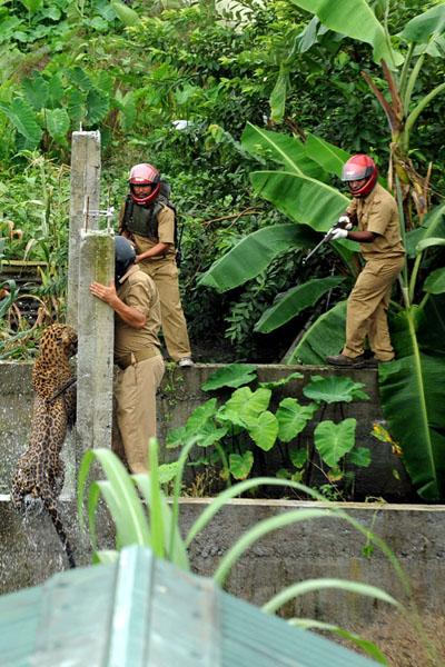 Нападение дикого леопарда на людей в Индии