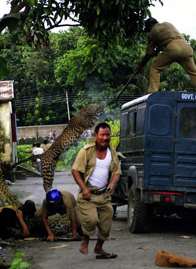 Нападение дикого леопарда на людей в Индии