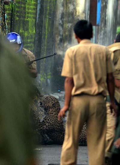 Нападение дикого леопарда на людей в Индии