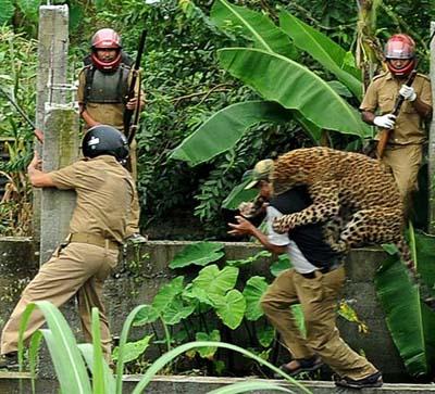 Нападение дикого леопарда на людей в Индии