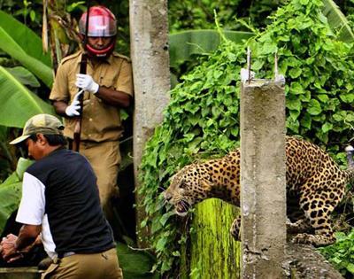 Нападение дикого леопарда на людей в Индии