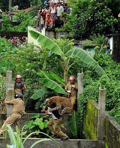 Нападение дикого леопарда на людей в Индии