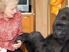 Звезды Голливуда общаются с обезьянами