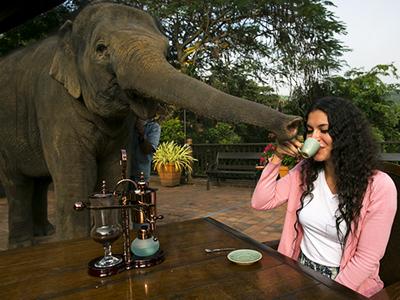 Самый дорогой кофе в мире и его слоны-производители