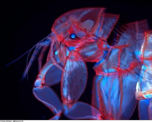 Учёные разглядели микромир через Nikon