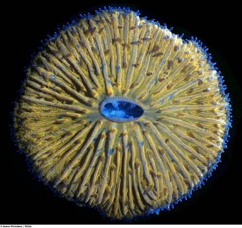 Учёные разглядели микромир через Nikon