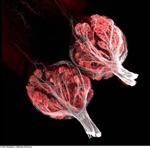 Учёные разглядели микромир через Nikon