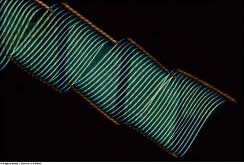 Учёные разглядели микромир через Nikon