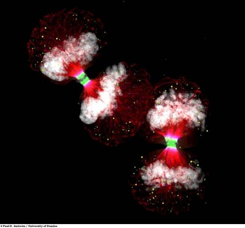 Учёные разглядели микромир через Nikon