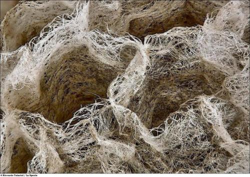 Учёные разглядели микромир через Nikon