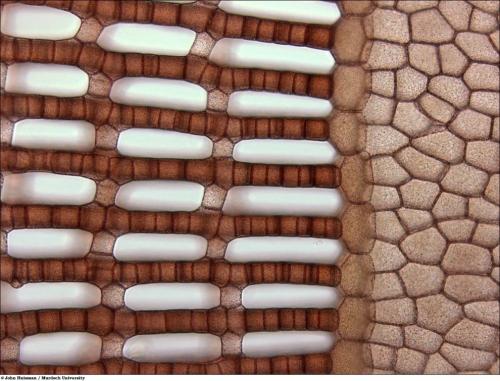 Учёные разглядели микромир через Nikon