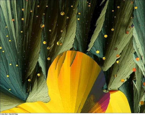 Учёные разглядели микромир через Nikon