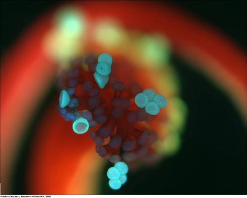 Учёные разглядели микромир через Nikon