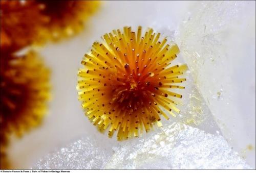 Учёные разглядели микромир через Nikon