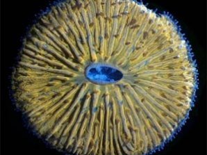 Учёные разглядели микромир через Nikon