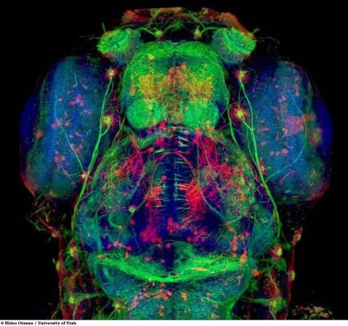 Учёные разглядели микромир через Nikon