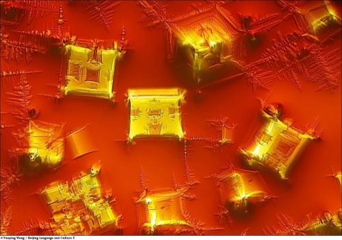 Учёные разглядели микромир через Nikon