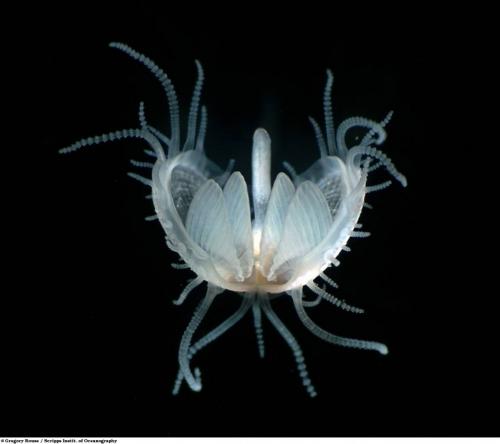 Учёные разглядели микромир через Nikon