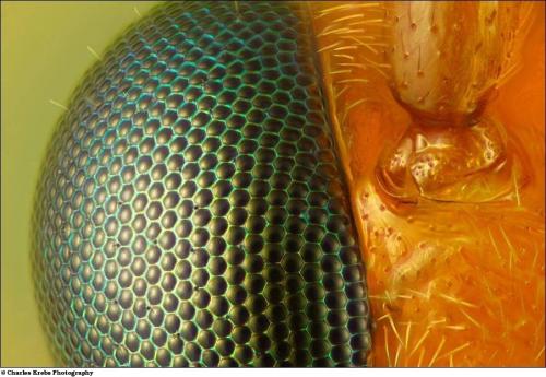 Учёные разглядели микромир через Nikon