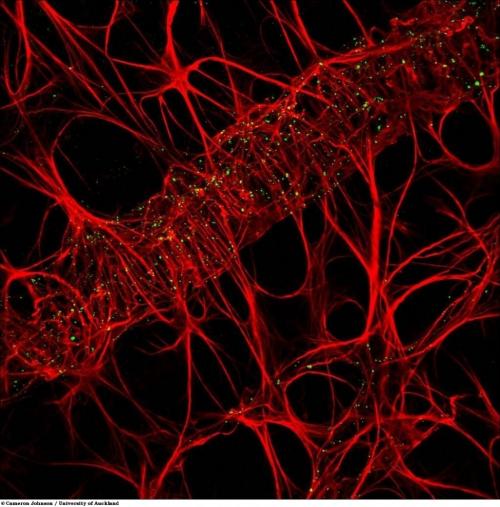 Учёные разглядели микромир через Nikon