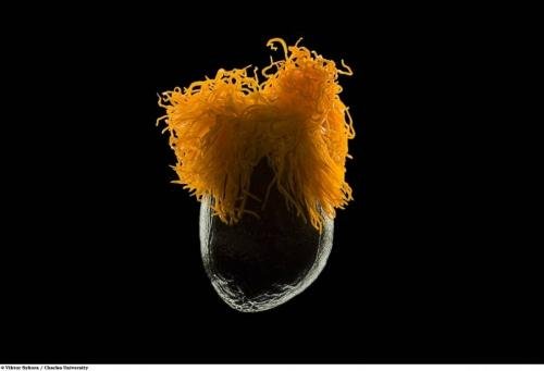 Учёные разглядели микромир через Nikon