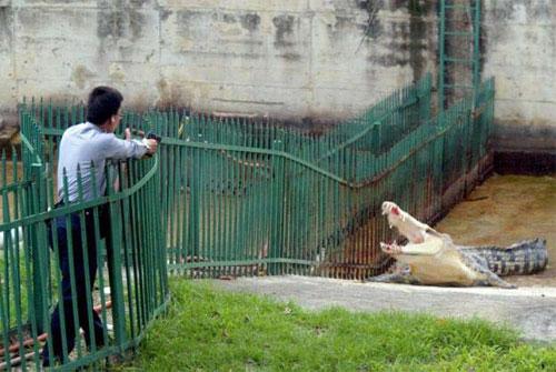 Тайвань: неблагодарная рептилия откусила руку ветеринару