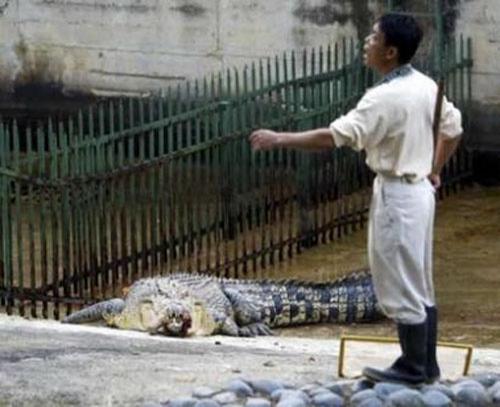 Тайвань: неблагодарная рептилия откусила руку ветеринару