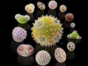 Возбудители сенной лихорадки попали под микроскоп