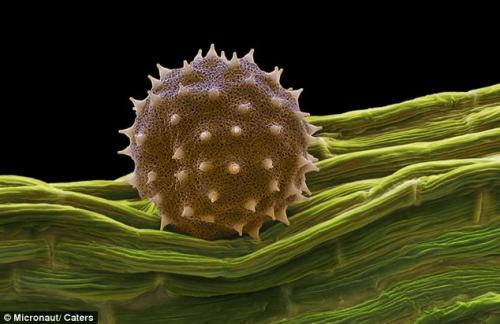 Возбудители сенной лихорадки попали под микроскоп