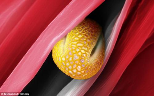 Возбудители сенной лихорадки попали под микроскоп