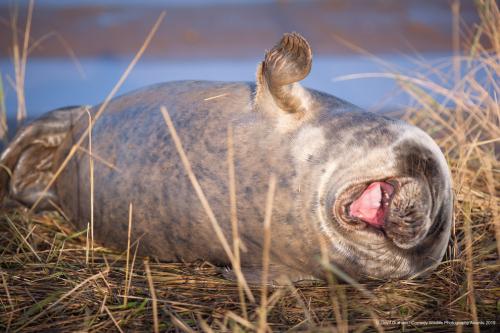 Фотографии финалистов Comedy Wildlife Photography Awards 2019
