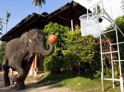 Баскетбол. Слоновья лига.