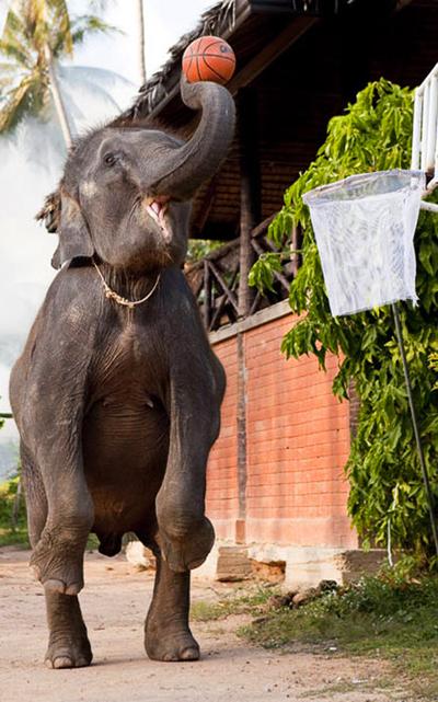 Баскетбол. Слоновья лига.