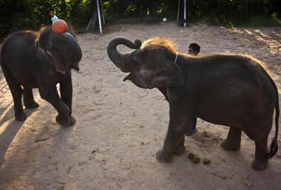 Баскетбол. Слоновья лига.