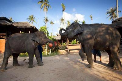 Баскетбол. Слоновья лига.