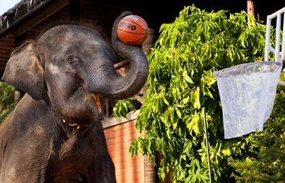 Баскетбол. Слоновья лига.