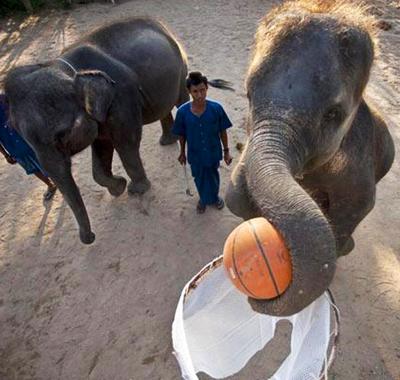 Баскетбол. Слоновья лига.