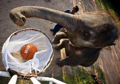 Баскетбол. Слоновья лига.