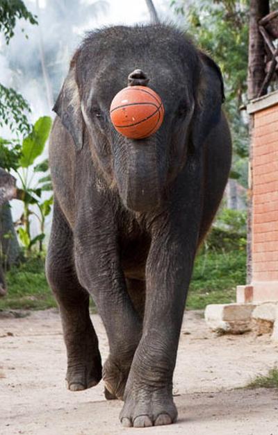 Баскетбол. Слоновья лига.