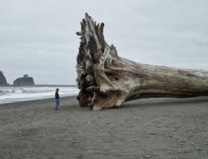 Вещи, реальные размеры которых можно понять только в сравнении