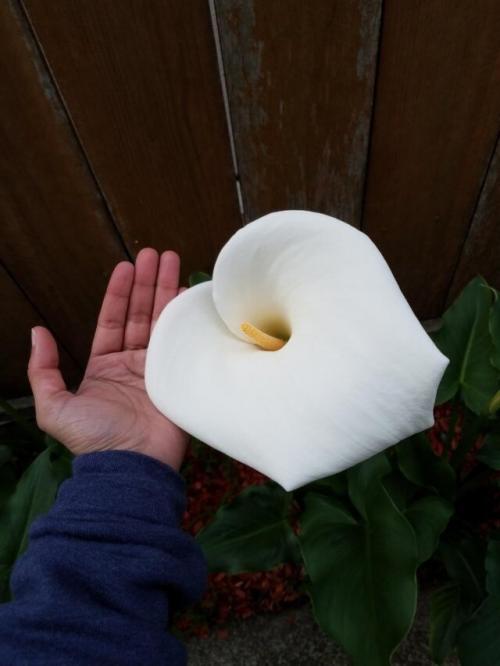 Вещи, реальные размеры которых можно понять только в сравнении