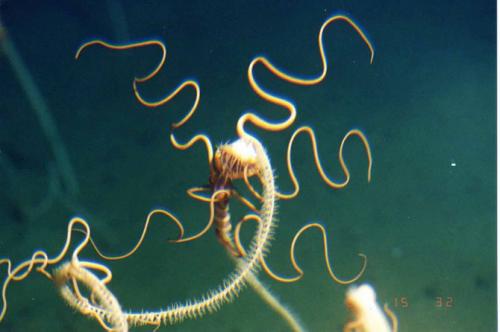 Самые загадочные существа океанских глубин